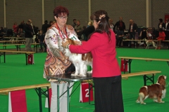 Dogshow Maastricht 2015