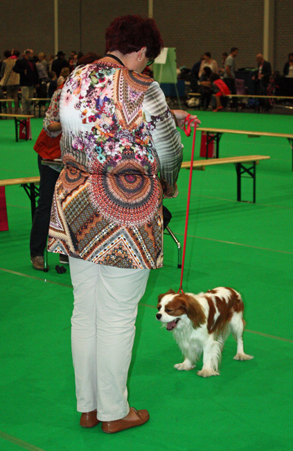 dogshow_2a