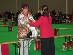 dogshow_1a