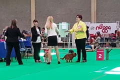 Dogshow Maastricht 2016