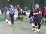 eurodogshow_1