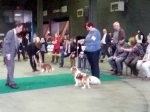 eurodogshow_3