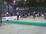 eurodogshow_4