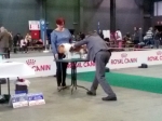 eurodogshow_5