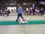 eurodogshow_7