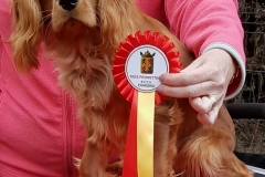 Wallonia Dogshow 2016