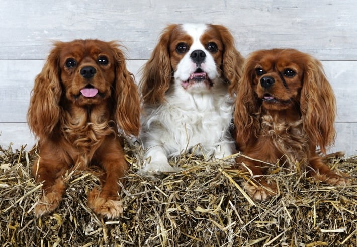 cavalier king charles fokker maastricht maple manor