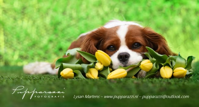 banner Pupparazzi Fotografie